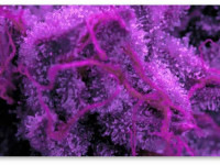 Как увеличить смолистость шишек