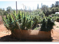 Правильная сушка шишек после сбора урожая