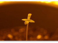 5 советов по проращиванию старых семян