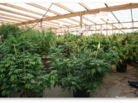 Нужно ли подвязывать ветки, опускающиеся под тяжестью шишек?