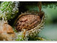 Создание собственного сорта конопли