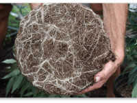 Как укрепить здоровье корней. 4 совета