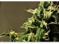 6 советов тем, кто задумал вырастить чистую сативу