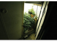 Губернатор Калифорнии принял закон, защищающий микрогроверов