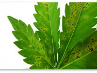 Определяем проблему конопли по симптому. Дефицит кальция