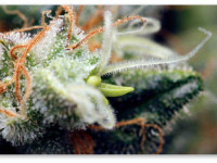 Есть ли способ обнаружить гермафродита на ранних стадиях?