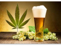 США: Как легализация марихуаны повлияет на американский рынок крафтового пива?