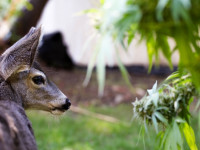 Австралия: Легализация конопли будет!