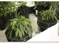 Не вредит ли корням в гидропонике постоянная влажность?