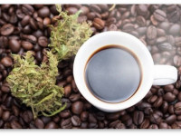 Как реагирует организм на одновременное употребление марихуаны и кофе