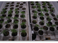 Насколько рано можно переводить коноплю на цвет