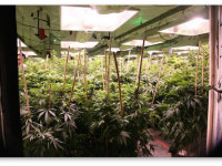 Что лучше - несколько больших кустов или много мелких?