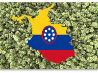 Колумбия стала четвертой латиноамериканской страной, легализовавшей медицинскую марихуану