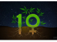 Феминизированные семена конопли - 9 любопытных фактов