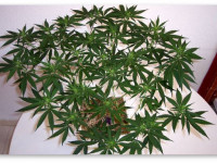 Как превратить коноплю в густой куст с полноценными боковыми ветвями