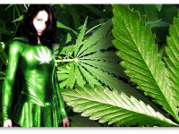 УФСКН: От смерти «спайсами» жителей Бурятии спасает конопля