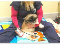 США: У новых потребителей марихуаны есть усы, лапы и хвост