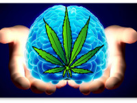 Исследование: Вещество марихуаны вычищает из мозга токсический белок, приводящий к Альцгеймеру