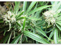 О фенотипах или Почему из семян вырастают непохожие растения?