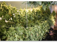 Новичкам о сборе урожая осенью и жизненном цикле конопли