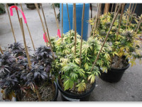 Проблема: Конопля не зацветает