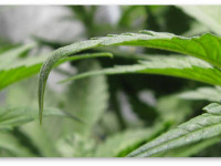 Передозировка азота при выращивании конопли