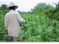 Мексика: Фермеры подсчитывают убытки от легализации конопли в США
