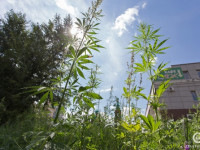 «Идиотам нет покоя»: Челябинск снова истерит из-за дички