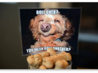 Ваш пес “на измене”? Накормите питомца конопляным кормом