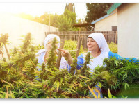 Калифорния: Конопляные сёстры