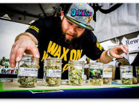 Южная Калифорния: Стартовал Кубок Конопли