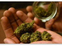 Исследование: Курение марихуаны облегчает симптомы болезни Паркинсона