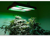 6 шагов к решению 99% проблем конопли. Шаг 2 - Свет