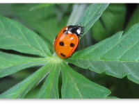 Как защитить коноплю от вредителей в открытом грунте