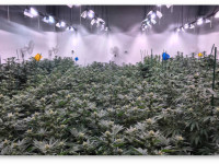 Какую лампу выбрать для максимальной урожайности?