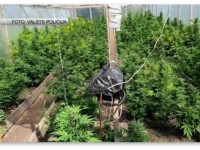 Латвия: Марихуана - любимое вещество в Латвии