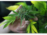 Вермонт, США: Легализация еще на шаг ближе