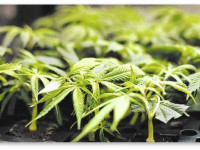 Калифорния: Билль по легализации марихуаны в Калифорнии создаст клубы и кафе для курильщиков