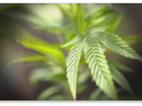 Легализация марихуаны - беда или благо? Слово исследователям