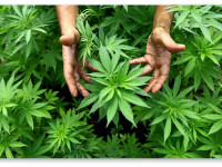Австралия: Создание предприятий по культивации марихуаны предвещает скорую легализацию
