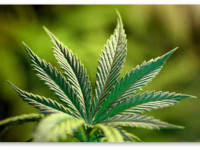 США: Федералы конфисковали 12,000 кустов конопли у индейцев. И другие заголовки