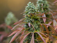 6 советов, как вырастить траву с отличным вкусом