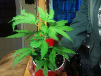 Вредители конопли: Оранжерейный прозрачный клещ