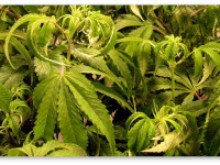 Листья конопли поджимаются книзу. В чем причина?