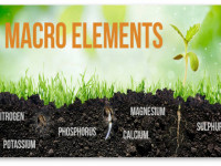 Минеральные удобрения для конопли. Макроэлементы