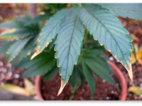 Определяем проблему конопли по симптому: Дефицит калия