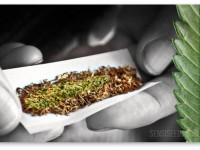 Марихуана + табак: Что получается в сумме? Марихуана + табак: Что получается в сумме?