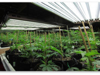 Стадия ростка. Создаем идеальные условия для конопли с первых дней