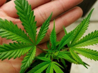 “Да ты успокойся!” (С) High Times о синдроме неукротимой рвоты у планокуров