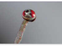 Стала ли марихуана мощнее с 70-х годов?